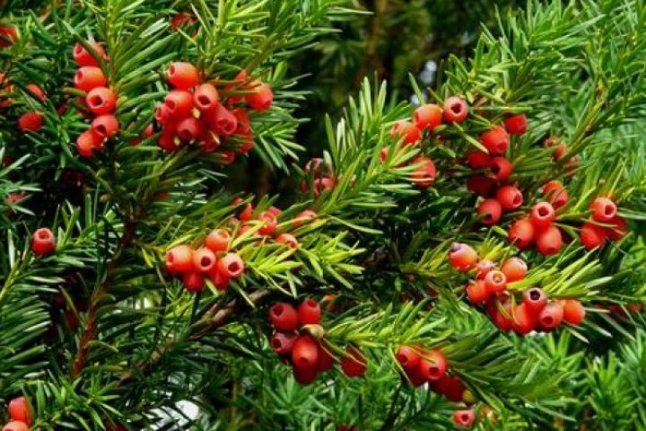 cis pospolity -Taxus bacata/ roślina na żywopłot