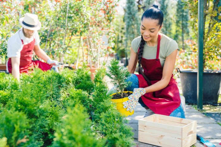 kobieta przesadza kwiaty