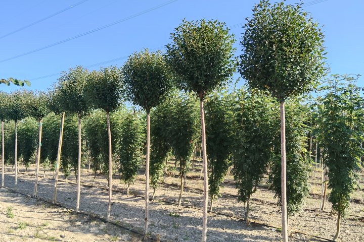 drzewa liściaste idealne do ogrodu, drzewa szczepiome kuliste,  krzewa kolumnowe