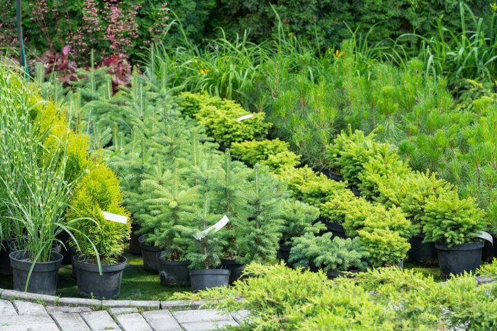 drzewka ozdobne w doniczkach