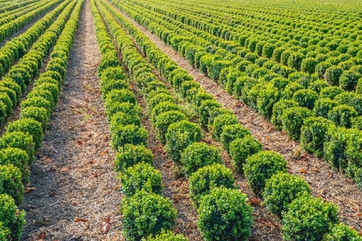 Producent drzew i krzewów ozdobnych: jak działa szkółka drzewek