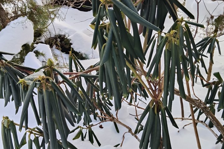 Rododendrom-rozanecznik-zima