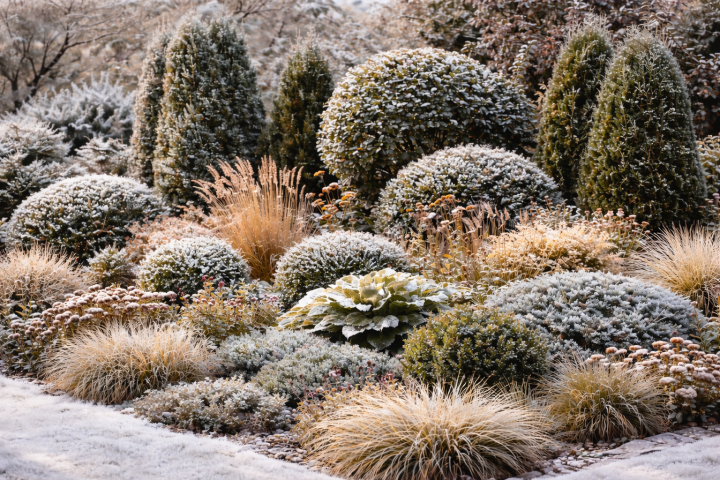 Rola roślin zimozielonych w strukturze ogrodu – cisy i bukszpany tworzące całoroczny szkielet rabaty.