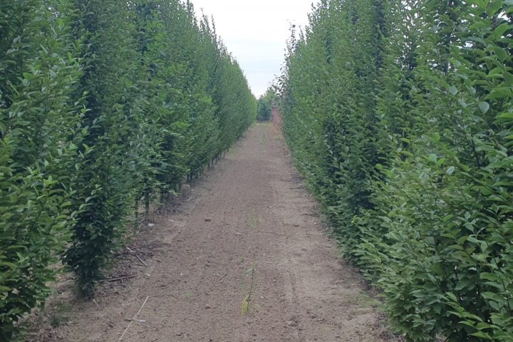 drzewa- liściaste -na- żywopłot