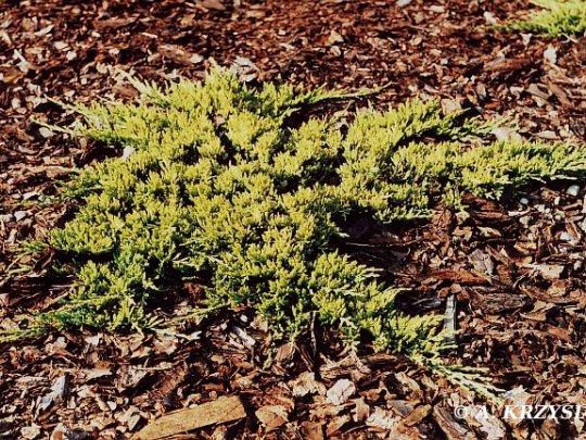 Jałowiec płożący