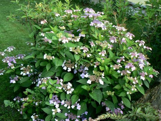 Hortensja piłkowana