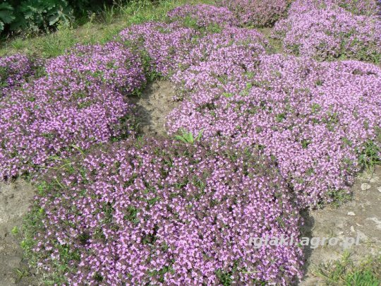 Macierzanka piaskowa fioletowa