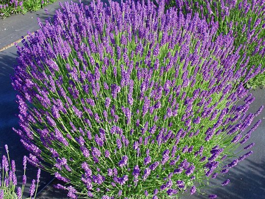 Lawenda wąskolistna