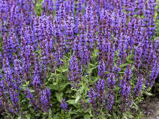 szałwia-omszona-salute-deep-blue-kwiat