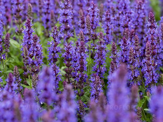 szałwia-omszona-salute-deep-blue-kwiat-3