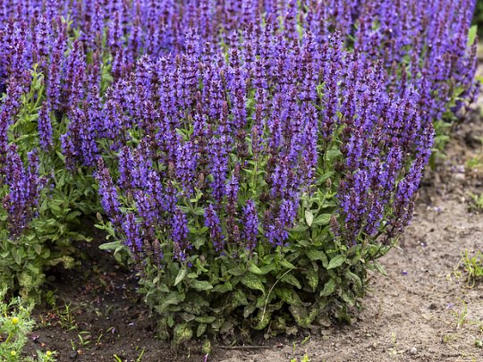 szałwia-omszona-salute-deep-blue-kwiat