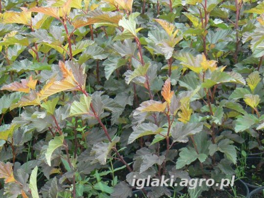 pecherznica-diable-dor-mindia-liscie