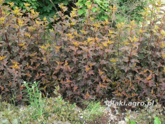 physocarpus-mindia-krzew