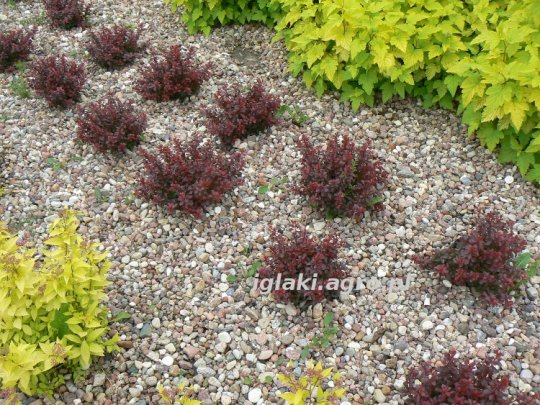 berberis-bagatelle-liscie