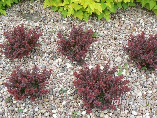 berberis-bagatelle-krzew