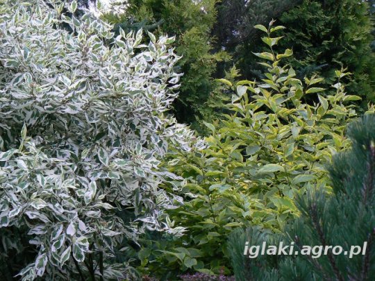 deren-elegantissima-liscie