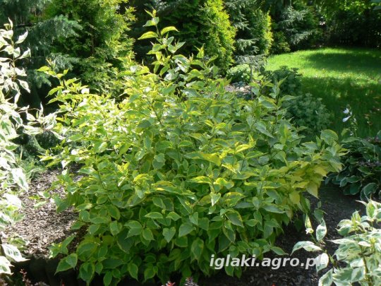cornus-alba-spaethii-krzew