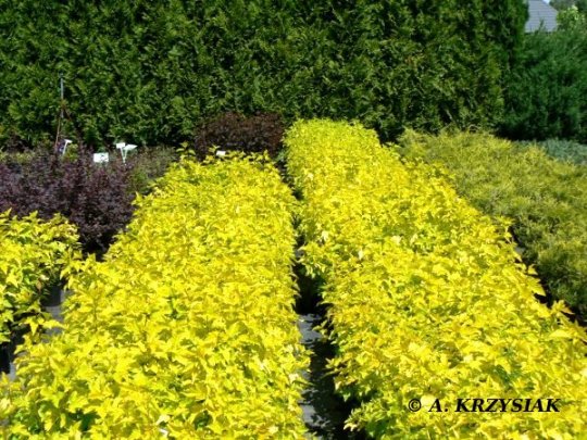 physocarpus-darts-gold-krzew