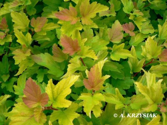 pecherznica-darts-gold-liscie