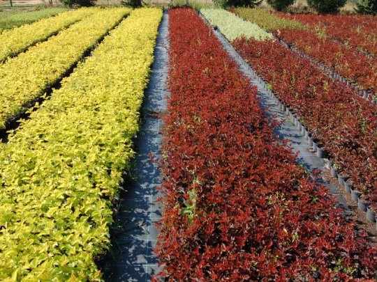 physocarpus-darts-gold-krzew