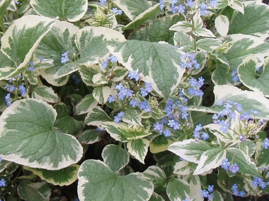 brunnera-variegata-liscie