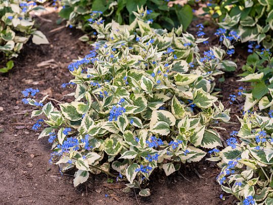 brunnera-variegata-kwiaty