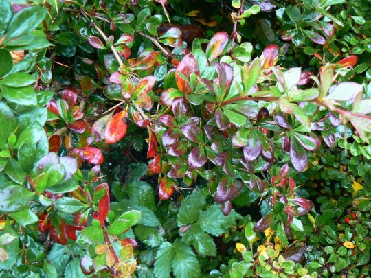 berberis-red-jewel-krzew