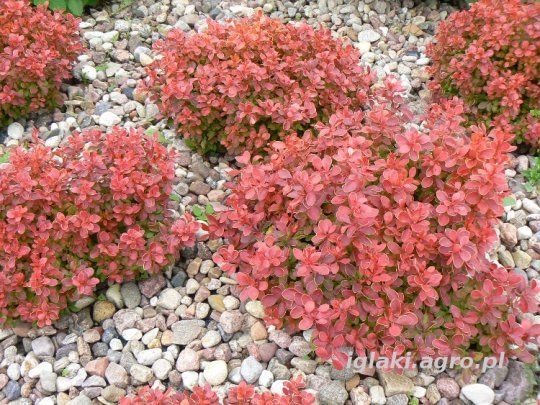 berberys-admiration-liscie-barwa