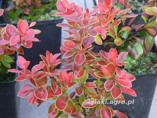 berberys-admiration-liscie