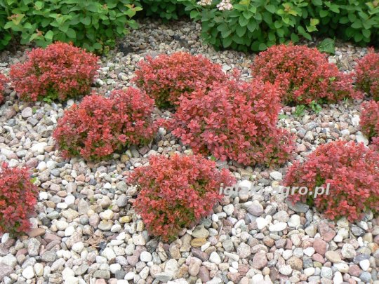 berberys-admiration-krzew