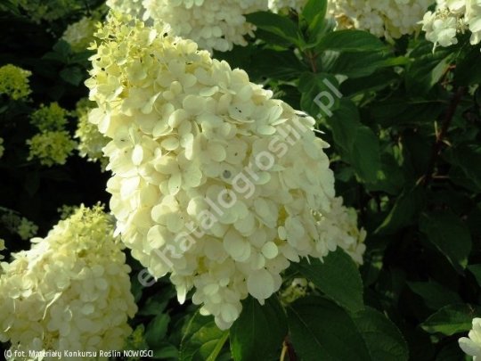 Hortensja bukietowa