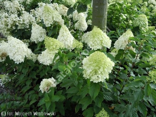 Hortensja bukietowa