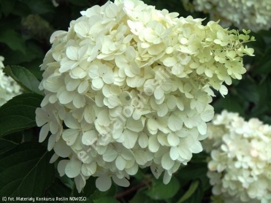 Hortensja bukietowa