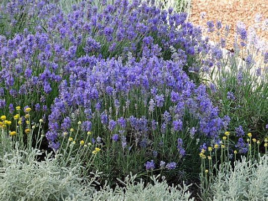 Lawenda wąskolistna