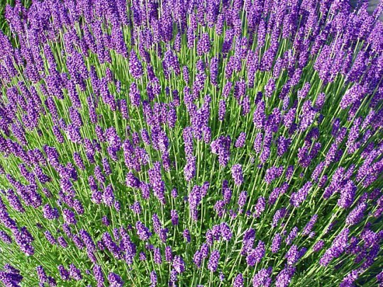 Lawenda wąskolistna