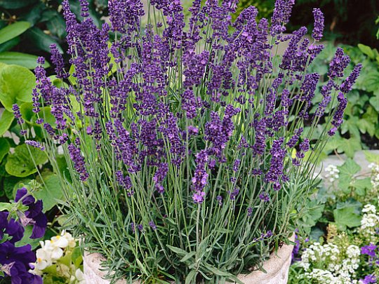 Lawenda wąskolistna