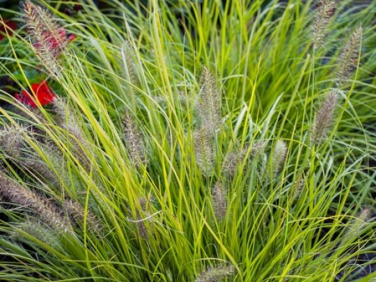 Rozplenica japońska