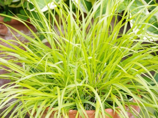 Rozplenica japońska