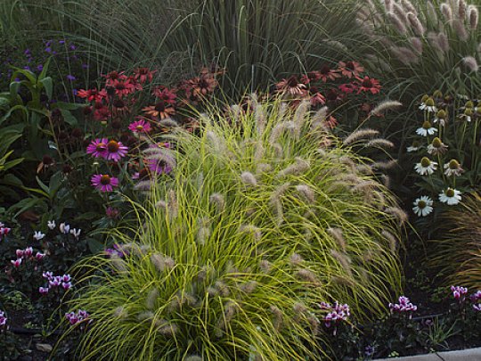 Rozplenica japońska