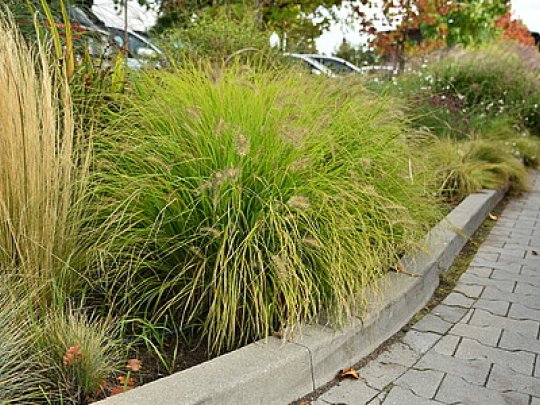 Rozplenica japońska