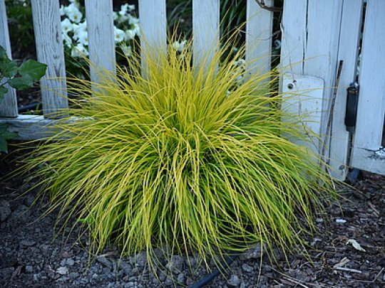 Rozplenica japońska