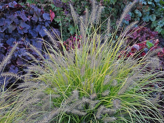 Rozplenica japońska