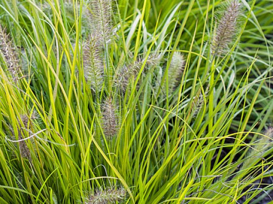 Rozplenica japońska