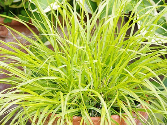 Rozplenica japońska