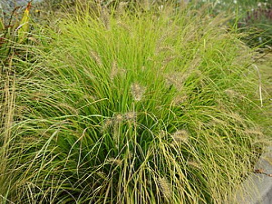 Rozplenica japońska