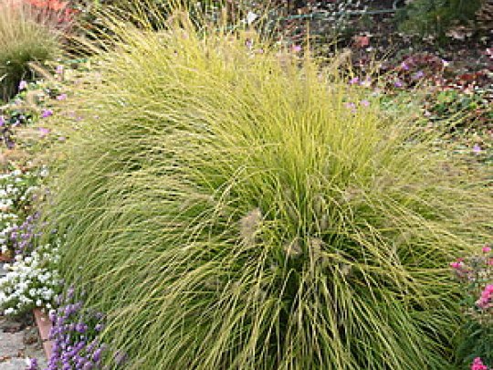 Rozplenica japońska