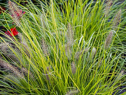 Rozplenica japońska