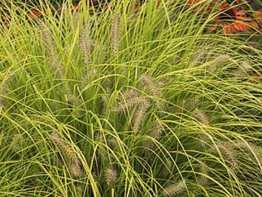 Rozplenica japońska