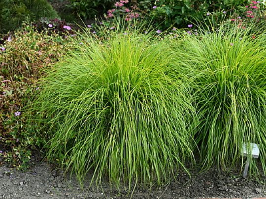 Rozplenica japońska