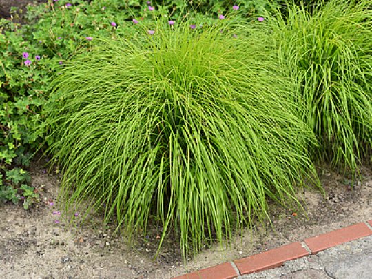 Rozplenica japońska